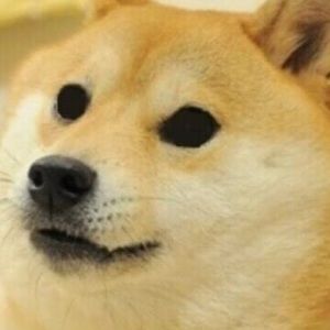 Meet your Posher, Chase